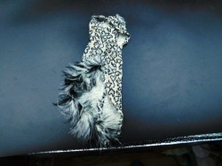 cher feathers good